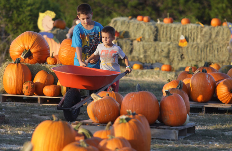 Pumpkin Patch